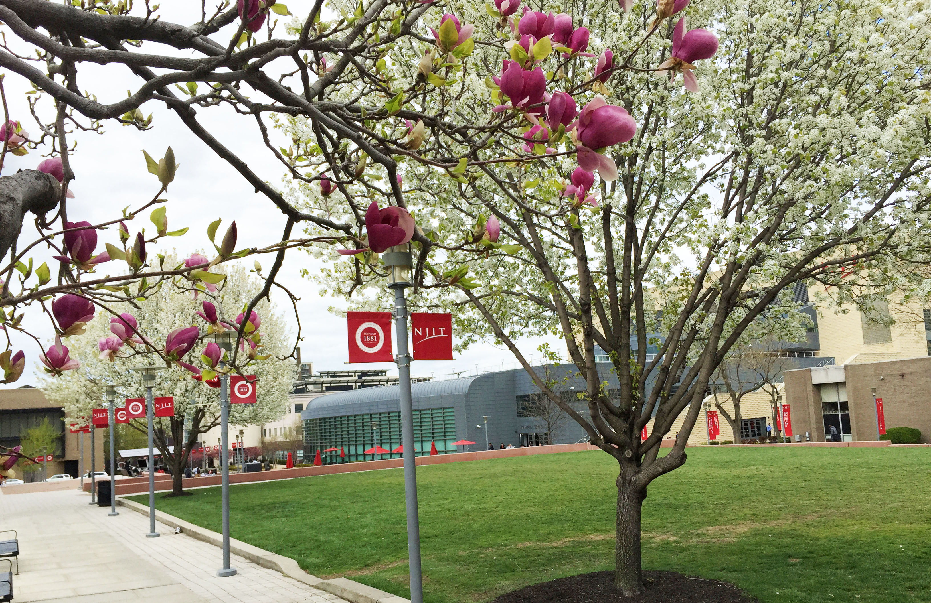 Cherry Blossoms at NJIT